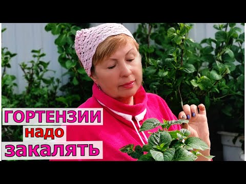 Видео: Тяжело таскать 30 горшков с гортензиями. Надо остановиться. Чем кормлю? Как приучаю к солнцу?