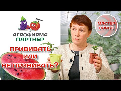 Видео: Выращивание арбузов и дынь в Подмосковье | Прививать или нет? #огород