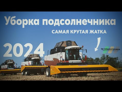 Видео: Уборка подсолнечника 2024 Акросы с Санмастером и Нью Холланд с катком-измельчителем