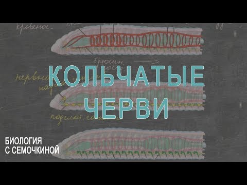 Видео: Кольчатые черви