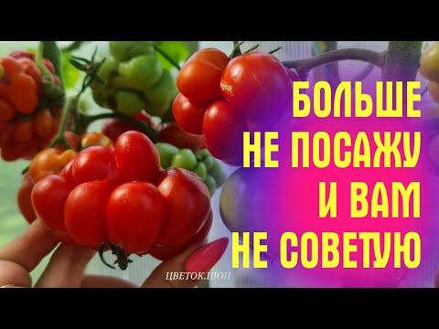 Видео: ХУДШИЕ СОРТА ТОМАТОВ сезон 2023! ЧИСТЫЙ ПИАР, А ПО ВКУСУ НИКАКИЕ!
