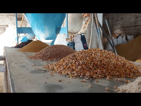 Видео: комбикорм для свиней , как делать финиш для свиней, какой рацион для свиноматок?  откорм свиней