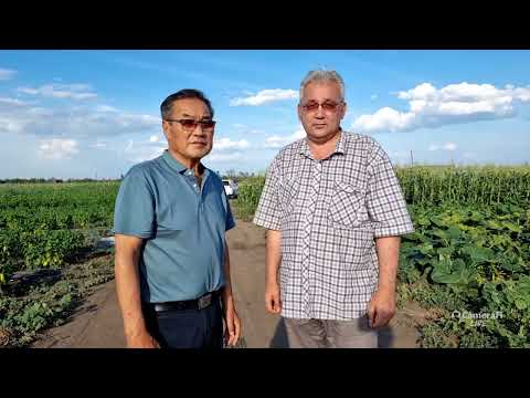 Видео: г.Якутск - Жатай Крестьянское Хозяйство ЭМ - прямо с поля..."