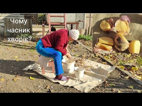 Видео: Часник весь хворий, чому? Посадка часнику!