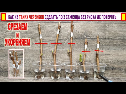 Видео: 🍇 Не выбрасывайте такие черенки. Нестандартный прием! Получаем 2 саженца из 1 черенка винограда!