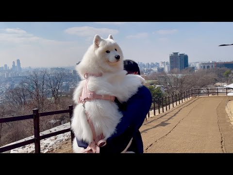 Видео: Мне пришлось вернуть собаке свинец на пути вниз от альпинизма
