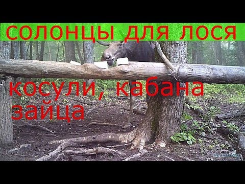 Видео: Как сделать солонец для лося, косули, кабана