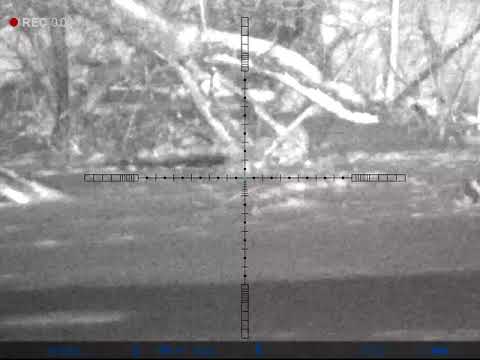 Видео: Ночная охота на Бобра с 223 кл. Пульсар ультра 455 LRF.