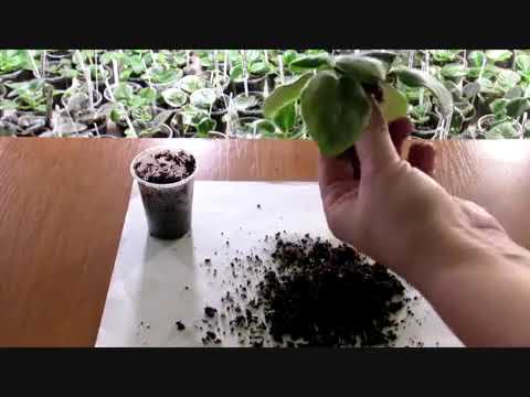 Видео: ЗАГНИВАНИЕ КОРНЕЙ У ФИАЛКИ. ПРИЗНАКИ, ПОСЛЕДСТВИЯ И СКОРАЯ ПОМОЩЬ