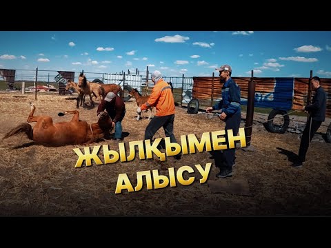 Видео: Жаңбырбай ағаның, бөтен үйірде жүрген құлынды биелерін ұстап, өзінің қара айғырына қостық.