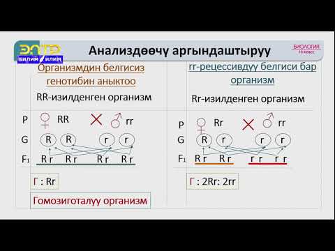 Видео: 10-класс | Биология | Тукум куугучтуктун закон ченемдүүлүктөрү. Моногибриддик аргындаштыруу
