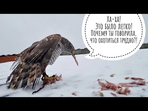 Видео: Ястреб Клюква: первая добыча! И вторая добыча! Выживать на этой вашей воле легче простого!