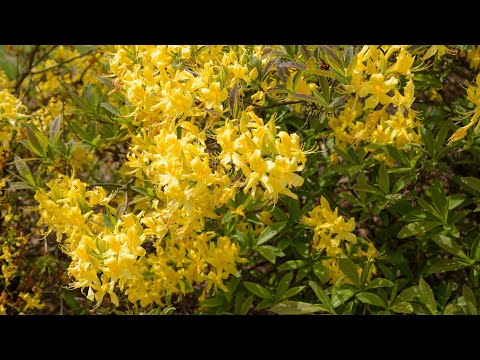 Видео: Лекция Михаила Яковлева по рододендронам