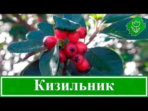 Видео: 🌳 Кустарник кизильник – посадка и уход: размножение кизильника, виды и сорта кизильника