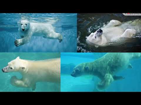 Видео: Обозначение мягкости согласных звуков с помощью Ь