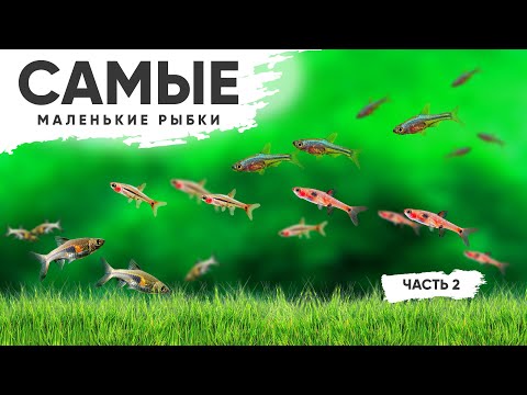 Видео: Маленькие рыбки для аквариума с живыми растениями. Часть 2. #Расборы