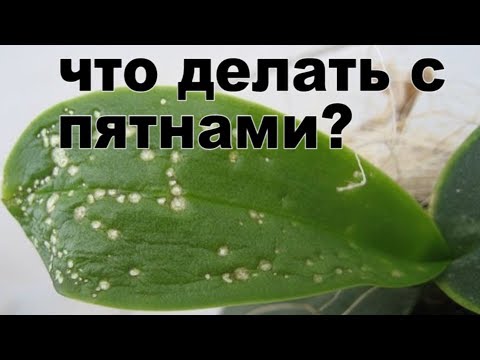 Видео: Пятна на листьях орхидеи что делать? Причины и лечение цветка!