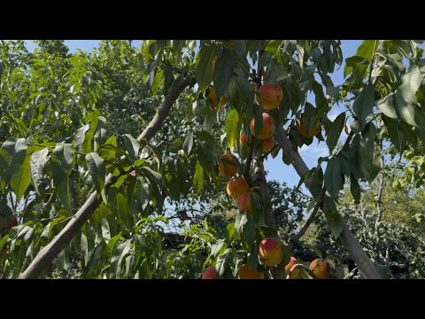 Видео: Персик Топ Світ Т5