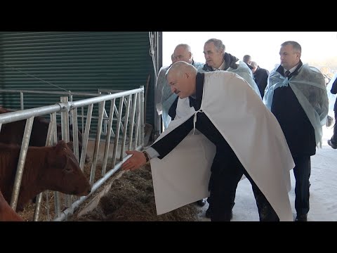 Видео: Лукашенко: Ах ты, красавица, иди сюда! || Молочно-товарный комплекс "Устенский"