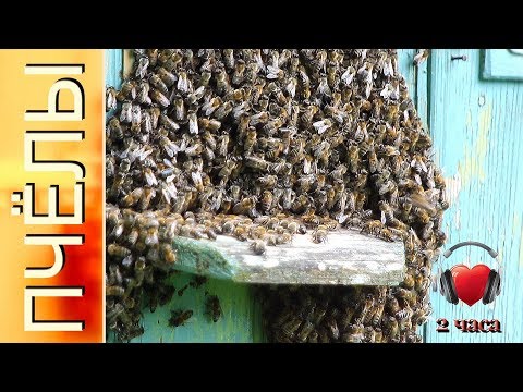 Видео: ПЧЁЛЫ в улье жужжат. Звук 2 часа