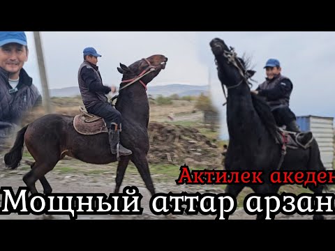 Видео: АКТИЛЕК АКЕДЕН МЫКТЫ АТТАР 🔥баалары жөндүү 👍29 октября 2024 г.