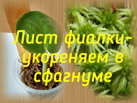 Видео: Укоренение листа фиалки в сфагнуме