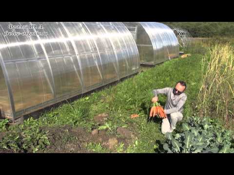 Видео: Лучшая Морковь. Как просто вырастить органическую Морковь. От Фролова Ю.А.