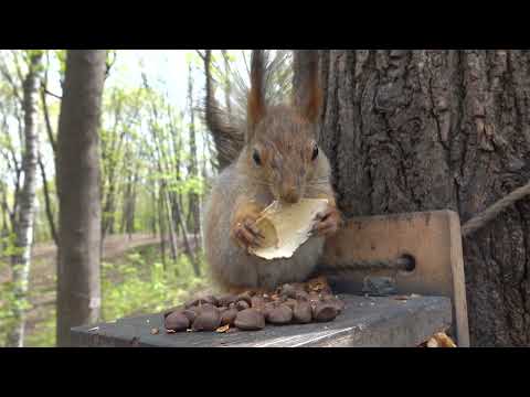 Видео: Про умницу белочку, которая ни от чего не отказывается / About a clever squirrel who refuses nothing