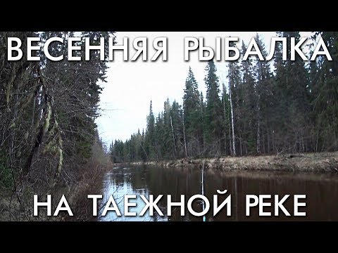 Видео: ТАЕЖНЫЙ НАЛИМ / ВЕСЕННЯЯ РЫБАЛКА НА ЗАКИДУШКИ НА ТАЕЖНОЙ РЕКЕ