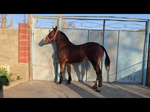 Видео: Тору кашка оспурум тел:+996 777 236 359.