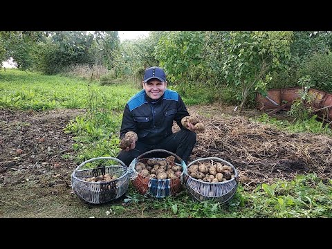 Видео: Собираю хороший урожай картошки под соломой