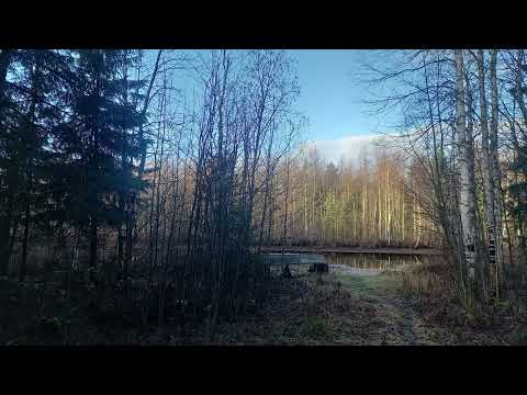 Видео: 4 ноября 2025 г.