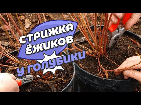 Видео: Обрезка и посадка голубики из контейнеров осенью