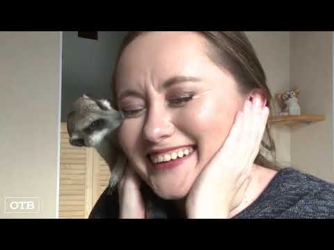 Видео: Дом с сурикатами: екатеринбурженка держит в квартире семейку хищников