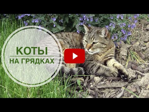 Видео: Животные в саду ➡ Как отвадить кошек от грядок? 🌟 Полезные советы hitsadTV