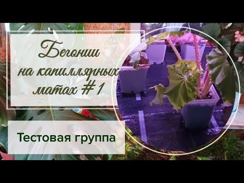 Видео: Декоративнолистные бегонии на капиллярных матах. #1 тестовая группа.