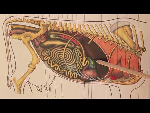 Видео: Топография органов пищеварения у крупного рогатого скота