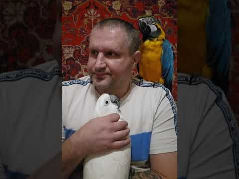 Видео: КАК ОПРЕДЕЛИТЬ, ЧТО ПОПУГАИ СОЗДАЛИ ПАРУ?