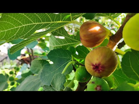 Видео: І знову про інжир