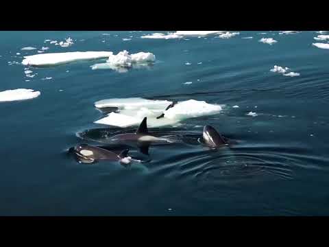 Видео: Редкие Случаи С Животными Снятые На Камеру