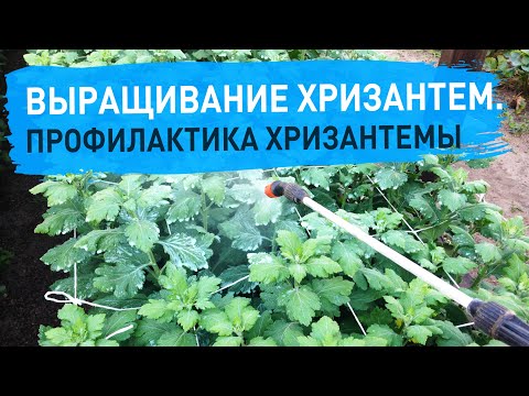 Видео: Выращивание хризантем. Обрабатываем средством ХОМ. Профилактика от болезней на цветах.