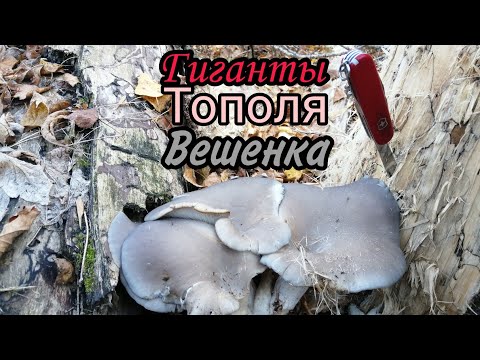 Видео: Гиганты Тополя Вешенка!