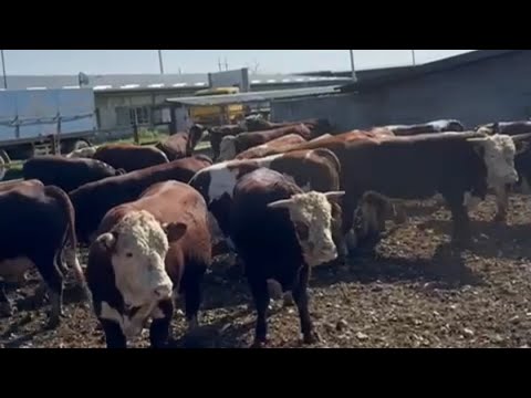 Видео: 120 БОШ ГРЕНФОРД ЛИМУЗИН СМЕНТАЛ ПАРОДА БУКАЛАР КЕЛЯБДИ ТЕЗ КУРИНГ