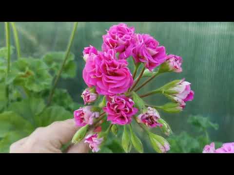 Видео: Пеларгонии, сравнение двух сортов Мерлизон1 И Мерлизон2.