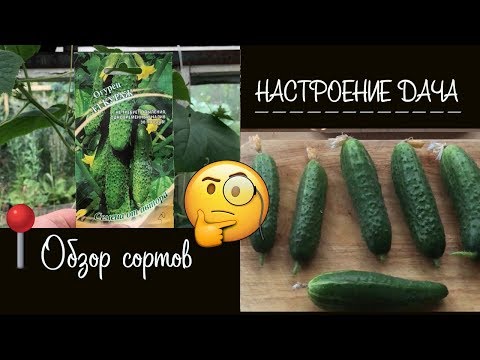 Видео: 🧐 Обзор на огурец 🥒 " Кураж " F1 от Гавриш.