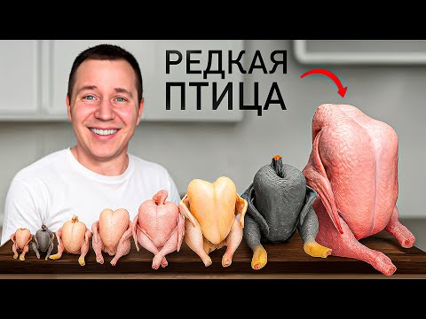 Видео: Едим Всех Экзотических Птиц!