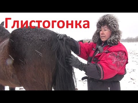 Видео: Глистогонка лошадей.