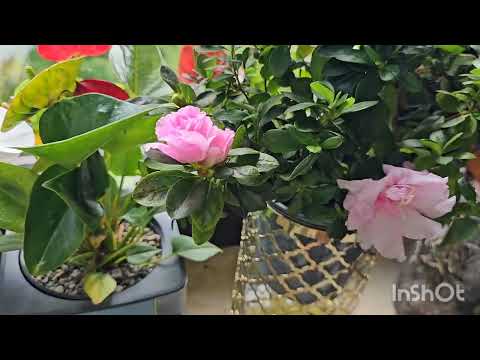 Видео: Комнатные растения #цветы #plants #garden #top #flowers #top #today #