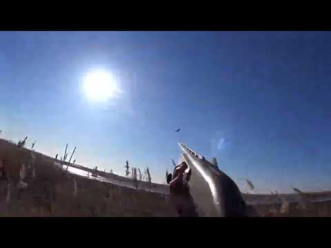 Видео: Охота на гуся в Омской области! Весна 2022