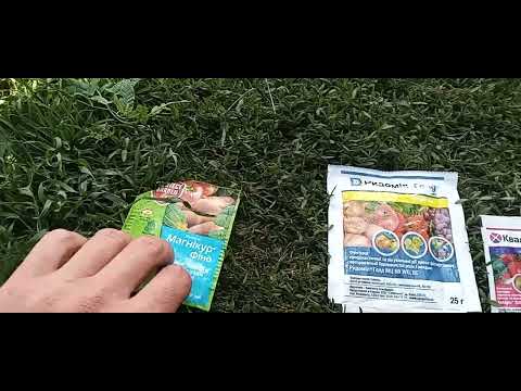 Видео: Поетапна обробка томатів від фітофтори#step-by-step processing of tomatoes for phytophthora